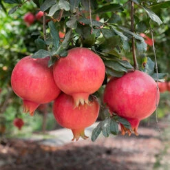 Hardy Pomegranate Bush -Garden Centre Store 680066 2