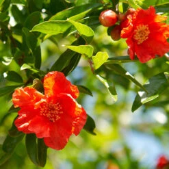 Hardy Pomegranate Bush -Garden Centre Store 680066 3