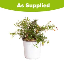 Hardy Pomegranate Bush -Garden Centre Store 680066 4