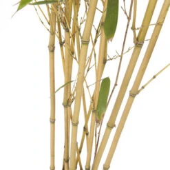Yellow Bamboo Phyllostachys Aureosulcata -Garden Centre Store 680074 3