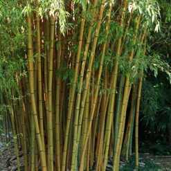 Yellow Bamboo Phyllostachys Aureosulcata -Garden Centre Store 680074 5