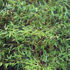 Yellow Bamboo Phyllostachys Aureosulcata -Garden Centre Store 680074 6