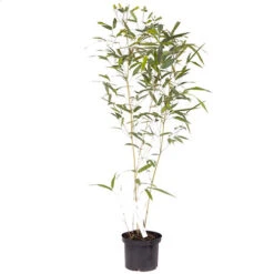 Yellow Bamboo Phyllostachys Aureosulcata -Garden Centre Store 680074 7