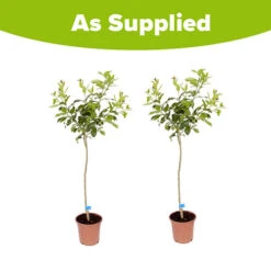 Pair Of Large Orange Trees -Garden Centre Store 680091 4