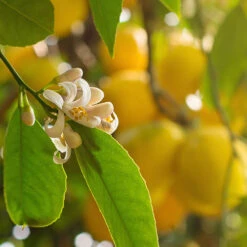 Pair Of Large Lemon Trees 8 Pair Of Large Lemon Trees -Garden Centre Store 680092 3