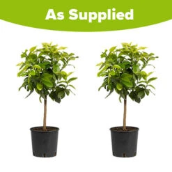Pair Of Large Lemon Trees 9 Pair Of Large Lemon Trees -Garden Centre Store 680092 4