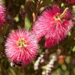 Callistemon 'Bottlebrush' -Garden Centre Store 680093 2