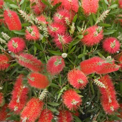 Callistemon 'Bottlebrush' -Garden Centre Store 680093 3