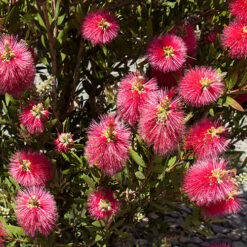 Callistemon 'Bottlebrush' -Garden Centre Store 680093 4