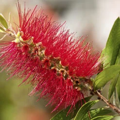 Callistemon 'Bottlebrush' -Garden Centre Store 680093 6