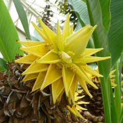 Architectural Banana Plant Collection -Garden Centre Store 680114 3