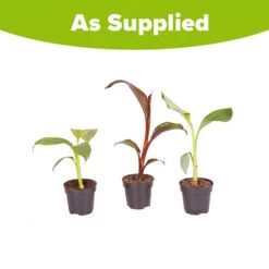 Architectural Banana Plant Collection -Garden Centre Store 680114 4