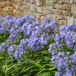 Agapanthus Africanus 'Blue' -Garden Centre Store 680130 3
