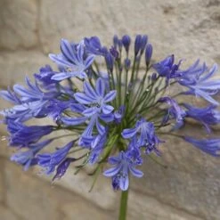 Agapanthus Africanus 'Blue' -Garden Centre Store 680130 5