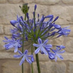 Agapanthus Africanus 'Blue' -Garden Centre Store 680130 6