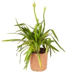 Agapanthus Africanus 'Blue' -Garden Centre Store 680130 8