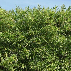 Green Bamboo Phyllostachys Bissetti -Garden Centre Store 680141 2