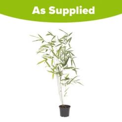 Green Bamboo Phyllostachys Bissetti -Garden Centre Store 680141 3