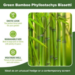 Green Bamboo Phyllostachys Bissetti -Garden Centre Store 680141 4