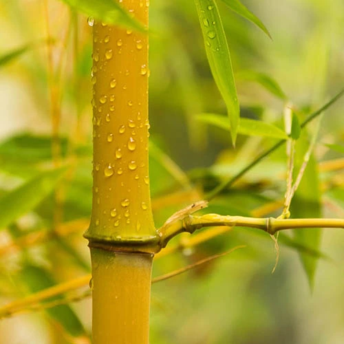 Phyllostachys Aureosulcata 'Spectabilis' (Yellow Bamboo) 1 Phyllostachys Aureosulcata 'Spectabilis' (Yellow Bamboo)