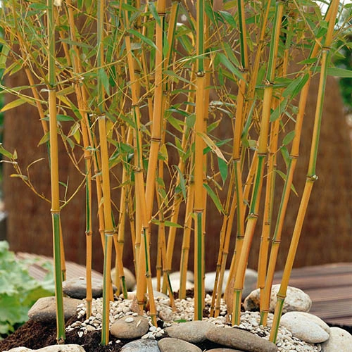 Phyllostachys Aureosulcata 'Spectabilis' (Yellow Bamboo) 3 Phyllostachys Aureosulcata 'Spectabilis' (Yellow Bamboo) - Image 3