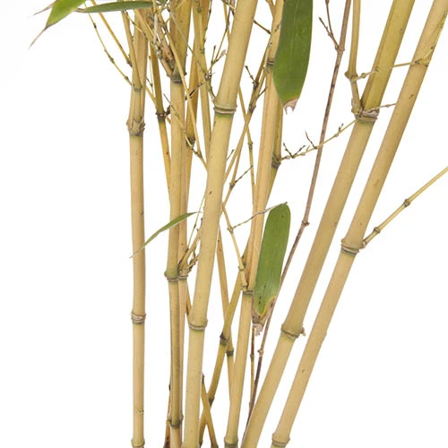 Phyllostachys Aureosulcata 'Spectabilis' (Yellow Bamboo) 4 Phyllostachys Aureosulcata 'Spectabilis' (Yellow Bamboo) - Image 4