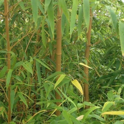 Phyllostachys Aureosulcata 'Spectabilis' (Yellow Bamboo) 12 Phyllostachys Aureosulcata 'Spectabilis' (Yellow Bamboo) -Garden Centre Store 680144 4