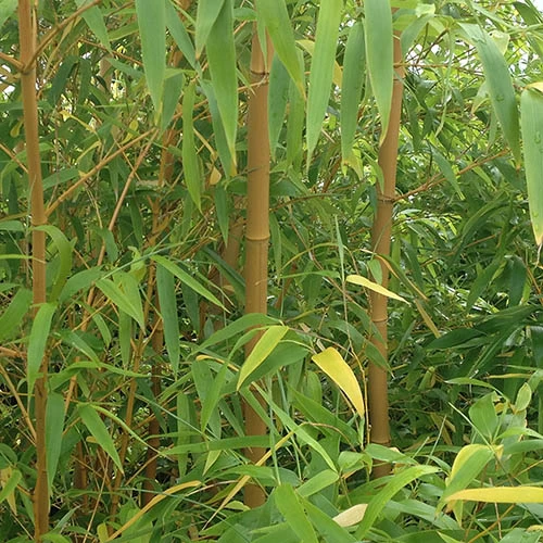 Phyllostachys Aureosulcata 'Spectabilis' (Yellow Bamboo) 5 Phyllostachys Aureosulcata 'Spectabilis' (Yellow Bamboo) - Image 5