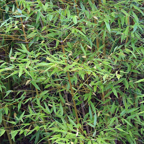 Phyllostachys Aureosulcata 'Spectabilis' (Yellow Bamboo) 7 Phyllostachys Aureosulcata 'Spectabilis' (Yellow Bamboo) - Image 7