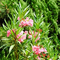 Oleander Standard -Garden Centre Store 680156 2