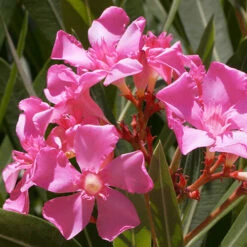 Oleander Standard -Garden Centre Store 680156 3
