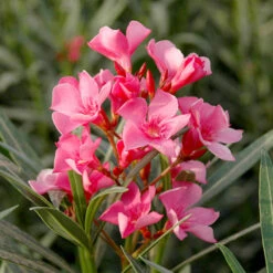 Oleander Standard -Garden Centre Store 680156 4