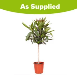 Oleander Standard -Garden Centre Store 680156 5