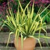 Yucca Filamentosa 'Colour Guard' Needle Palm