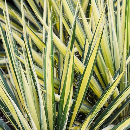 Yucca Filamentosa 'Colour Guard' Needle Palm 2 Yucca Filamentosa 'Colour Guard' Needle Palm - Image 2