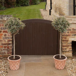 Olive Tree -Garden Centre Store 680232 2