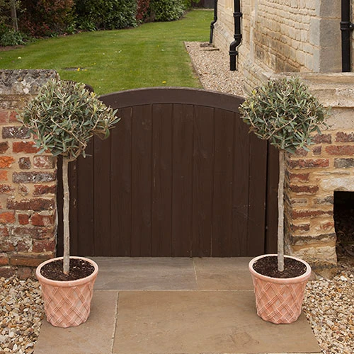 Pair Of Olive Trees 3 Pair Of Olive Trees - Image 3