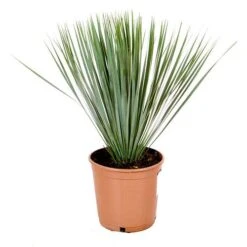 Yucca Rostrata -Garden Centre Store 680237 2