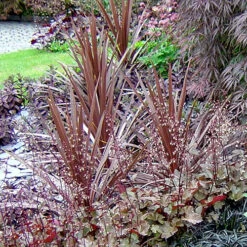 Cordyline Australis 'Red Star' -Garden Centre Store 680254 2