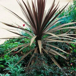 Cordyline Australis 'Red Star' -Garden Centre Store 680254 3