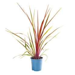 Cordyline Australis 'Can Can' -Garden Centre Store 680263 2