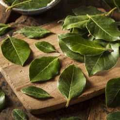 Bay Tree Bush -Garden Centre Store 680266 2