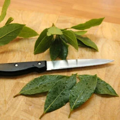 Bay Tree Bush -Garden Centre Store 680266 3