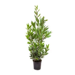 Bay Tree Bush -Garden Centre Store 680266 4