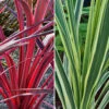 Cordyline Passion 9cm X2