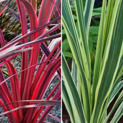 Cordyline Passion 9cm X2