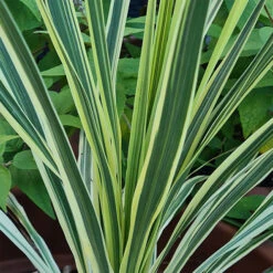 Cordyline Passion 9cm X2 -Garden Centre Store 680279 2