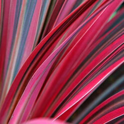 Cordyline Passion 9cm X2 -Garden Centre Store 680279 3