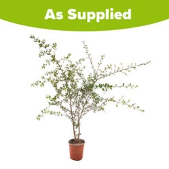 Quercus Suber (Cork Oak) 80-90cm 3L 5 Quercus Suber (Cork Oak) 80-90cm 3L -Garden Centre Store 680281 2