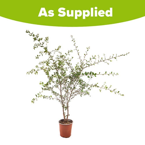 Quercus Suber (Cork Oak) 80-90cm 3L 3 Quercus Suber (Cork Oak) 80-90cm 3L - Image 3